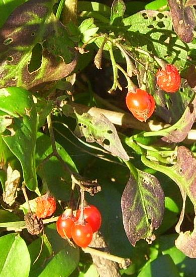 Deadly Nightshade