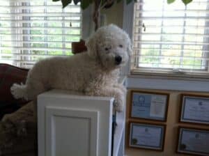 Buster the bad office dog