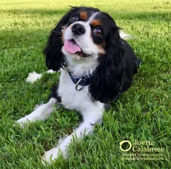 Joette Calabrese, Practical Homeopathy