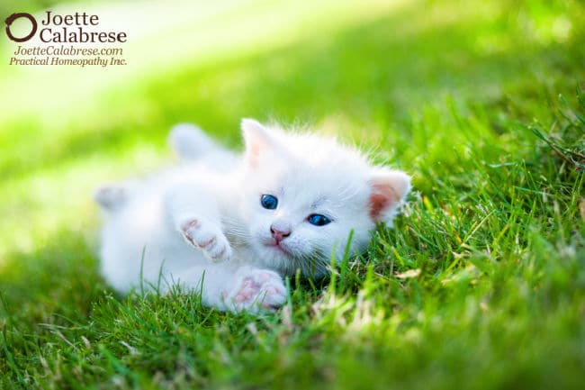 Joette Calabrese, Practical Homeopathy®, 4. Pesticides: How to Antidote Poisonous Toxins With Homeopathy Series