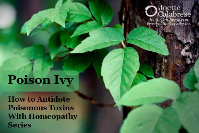 Joette Calabrese, Practical Homeopathy®, 10. Poison Ivy: How to Antidote Poisonous Toxins With Homeopathy Series