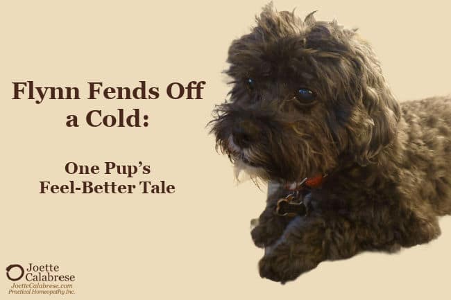 Joette Calabrese, Practical Homeopathy®, Flynn Fends Off a Cold: One Pup’s Feel-Better Tale
